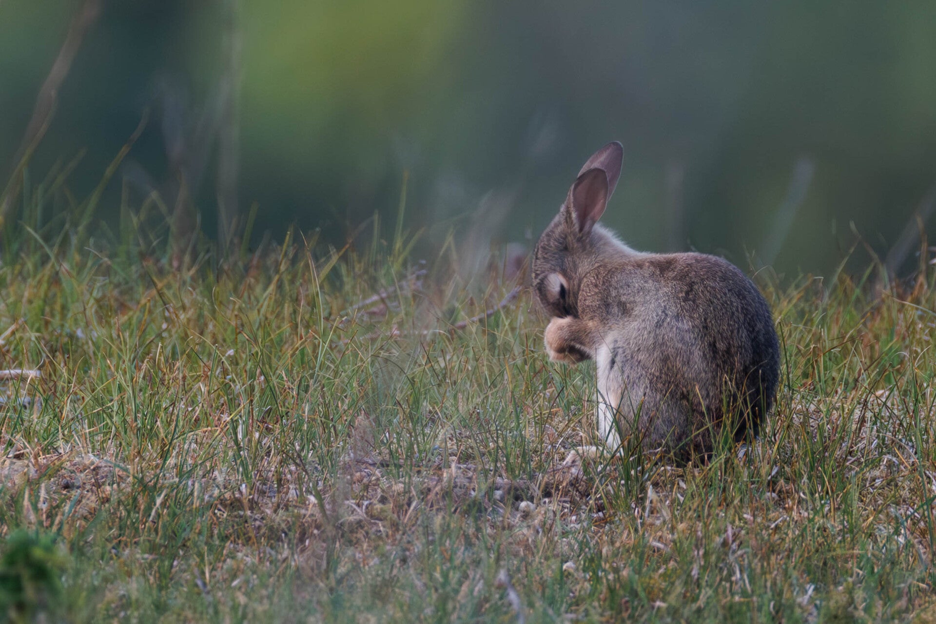 Lapin de garenne