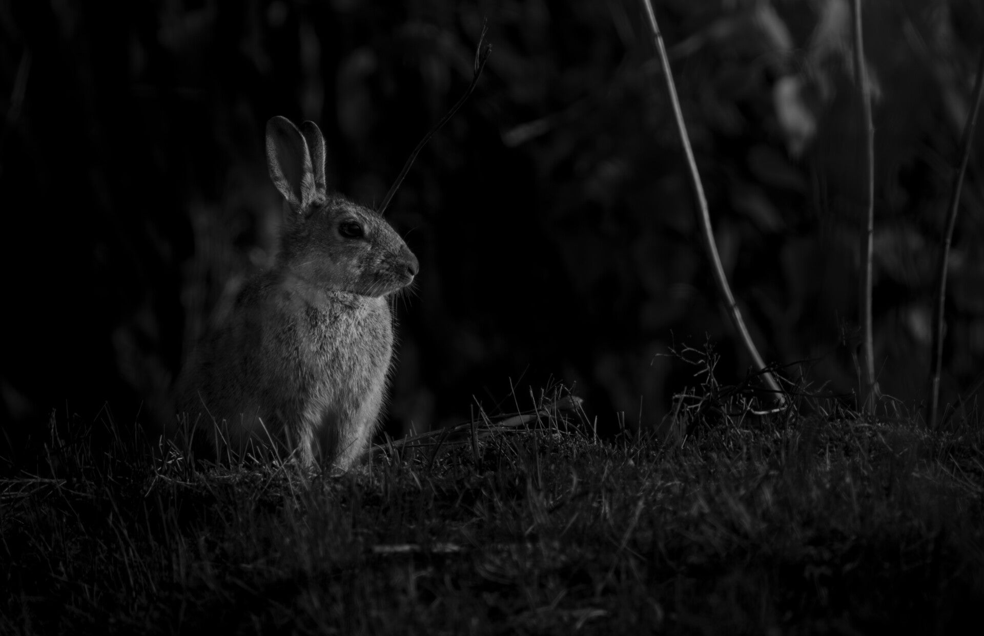 Lapin en noir et blanc