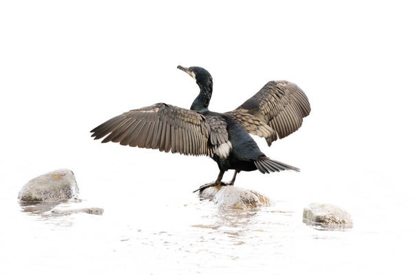 Le Grand Cormoran