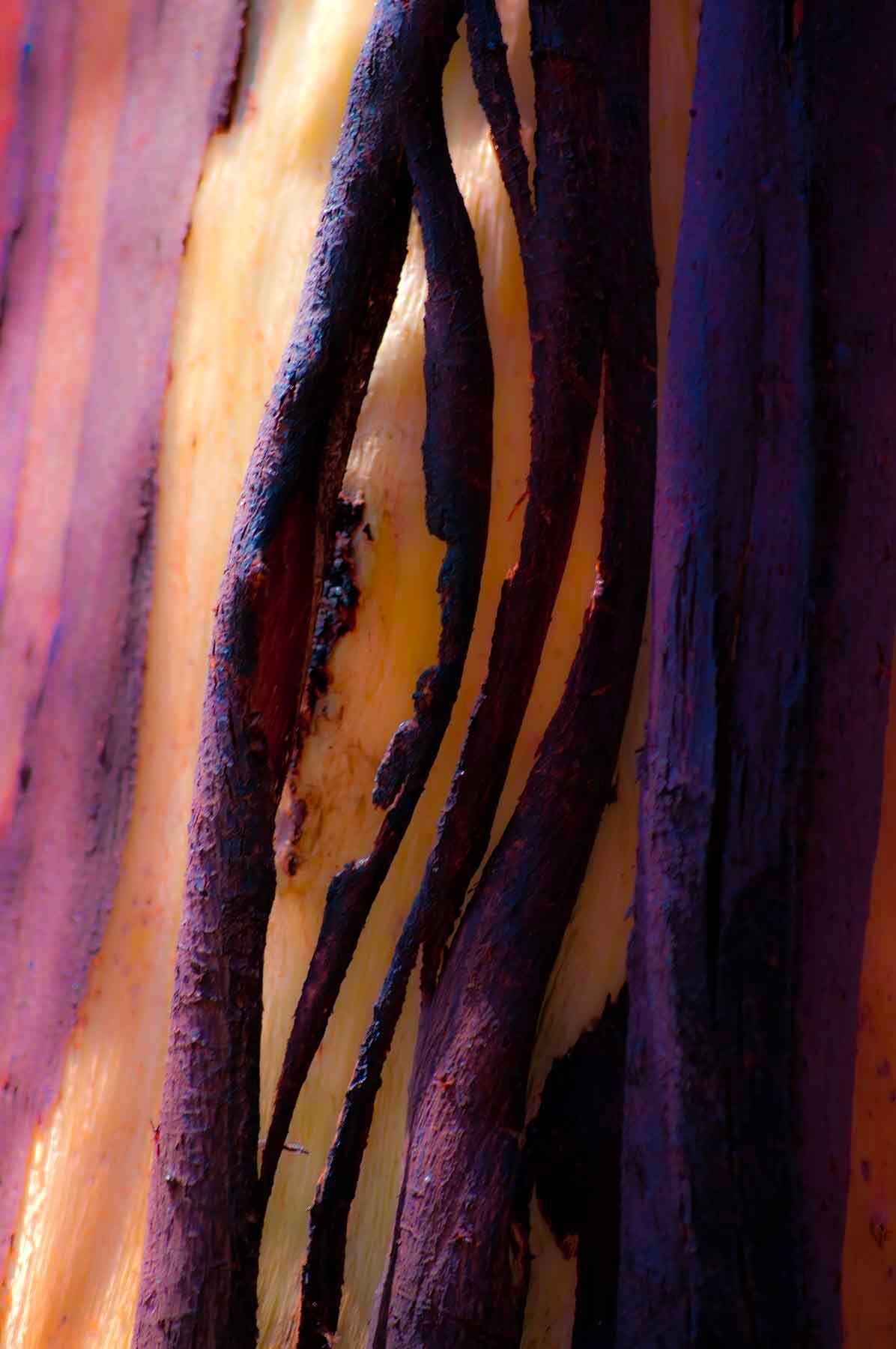 Purple Ribbon