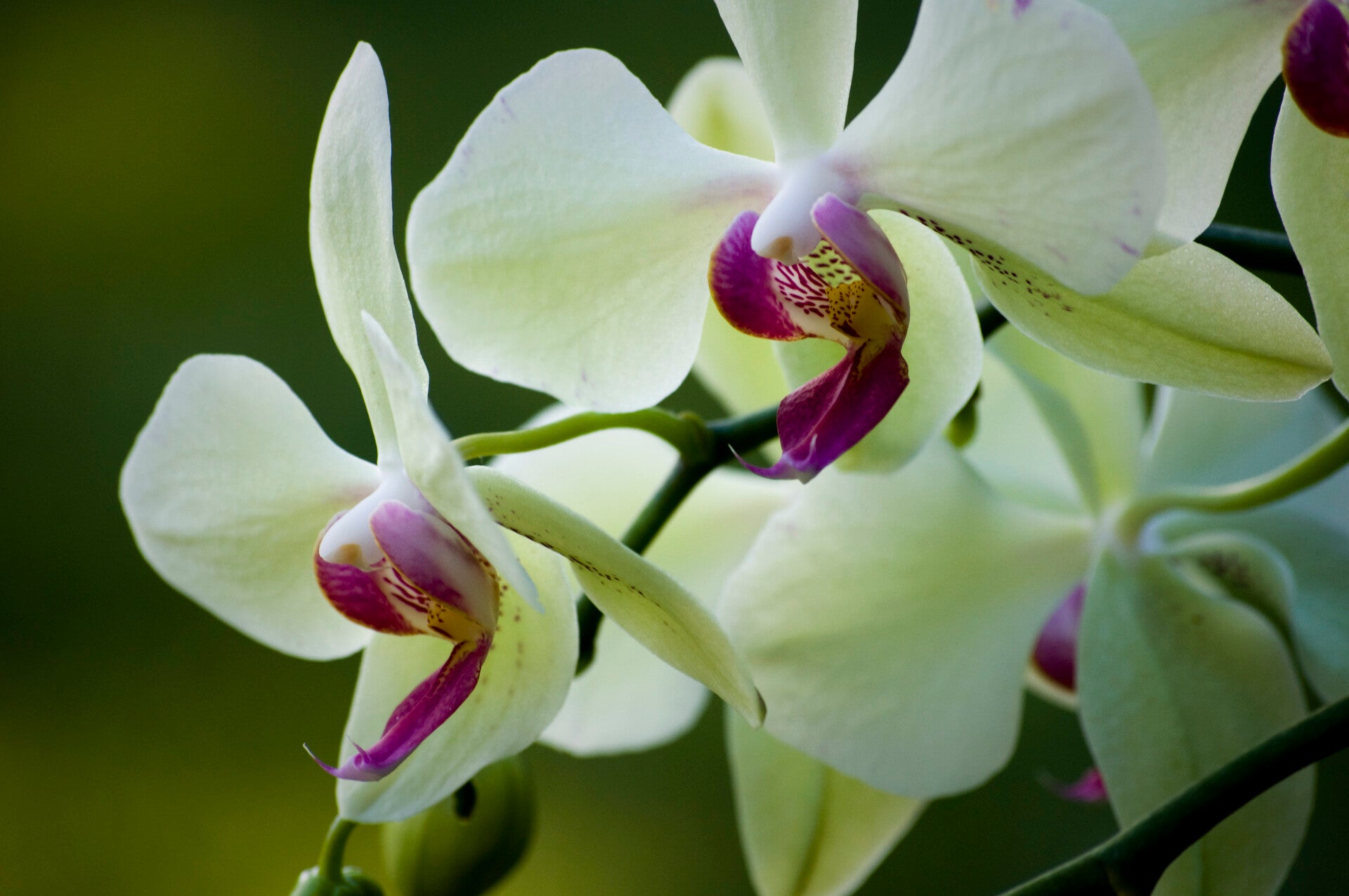 Tropical Wonders