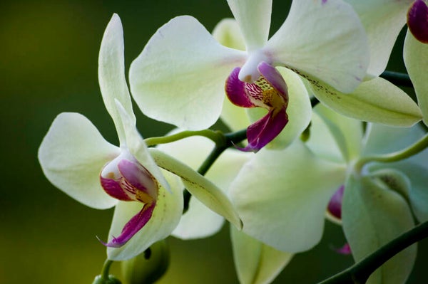 Tropical Wonders