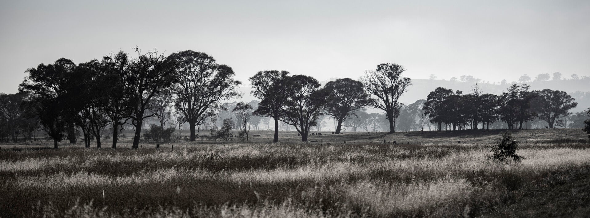 Across the Paddocks