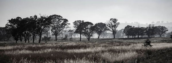 Across the Paddocks