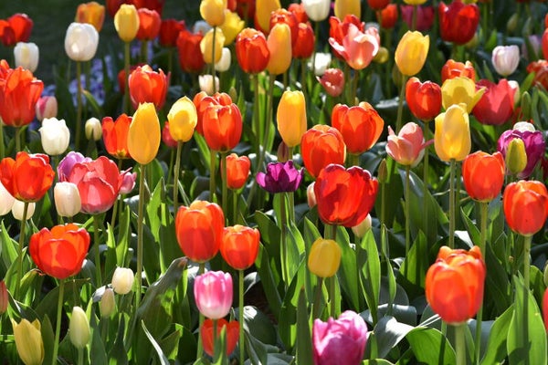Cheerful Elegance