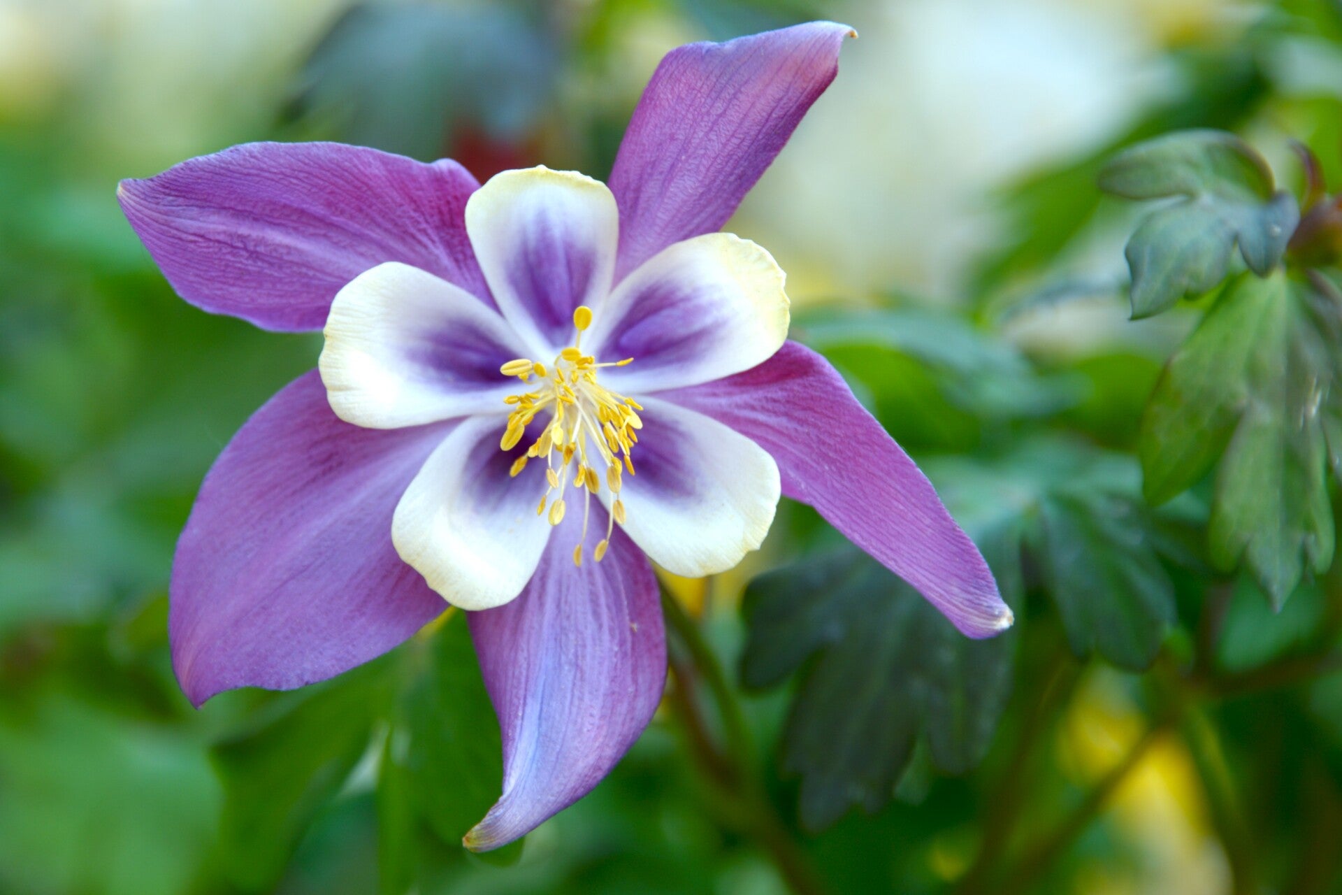 Sweet Columbine