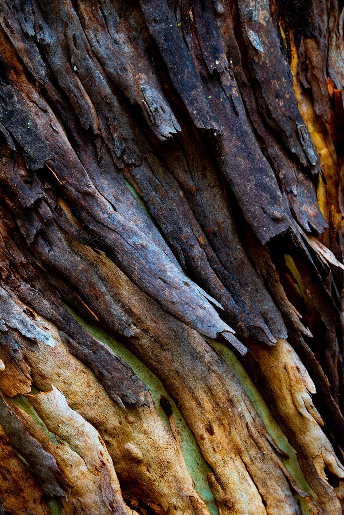 Layers of nature