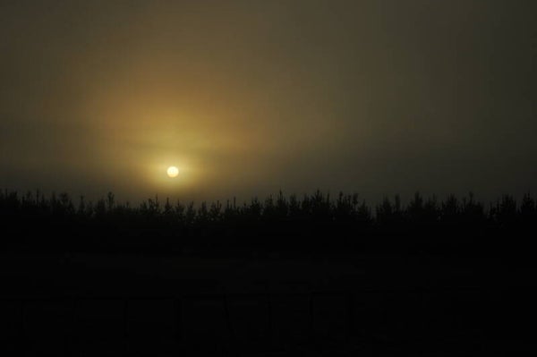 Evening pines