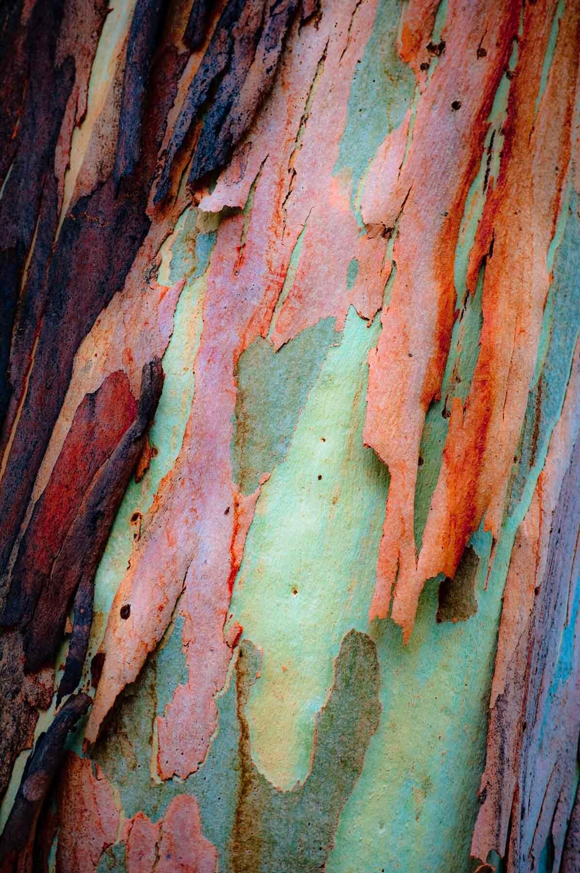 Rainbow Gum