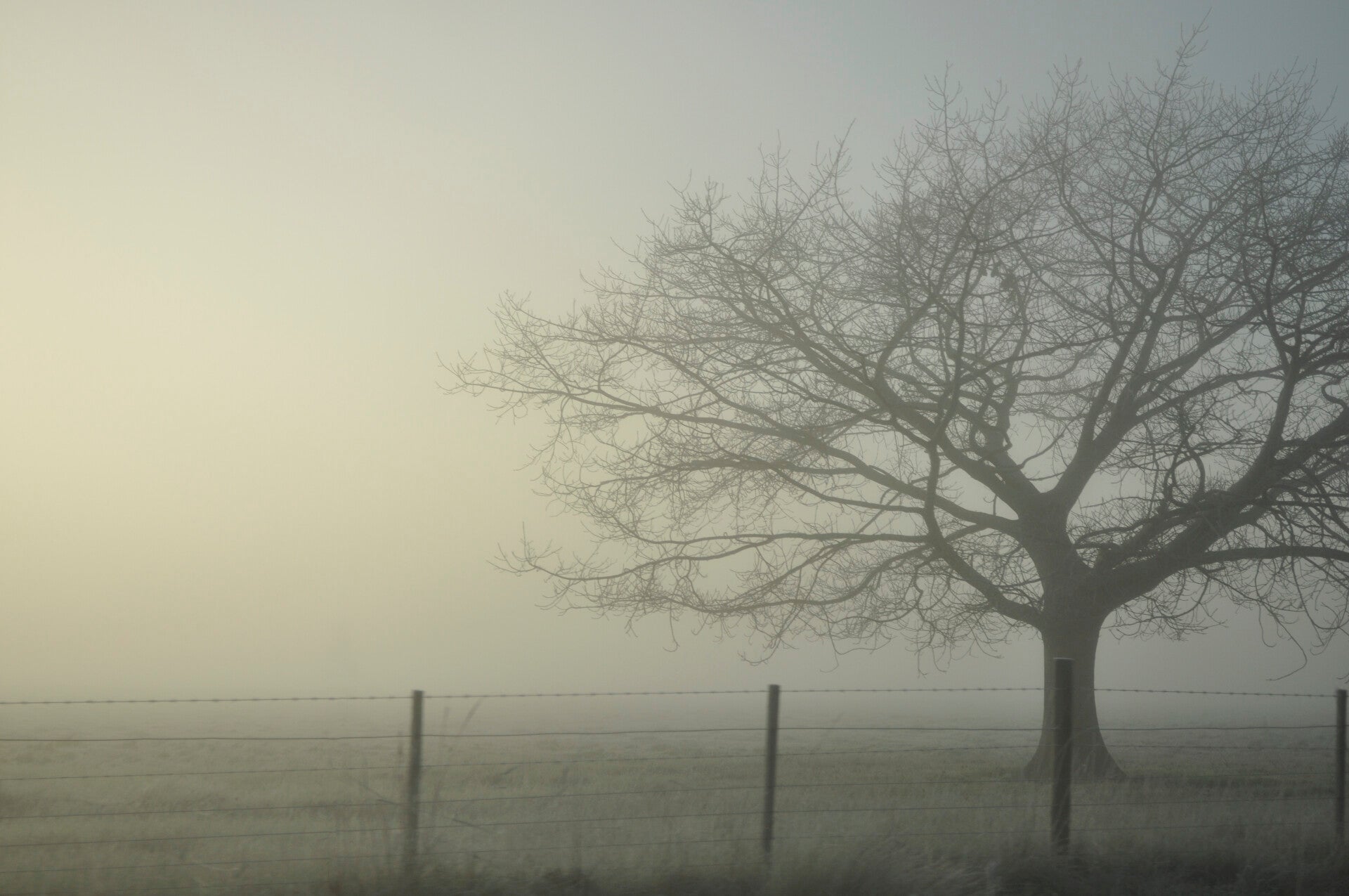 First Light