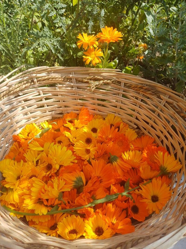 Workshop Calendula 'baby' natuurzeep - beginners: zondag 13 juli van 10u tot 13u
