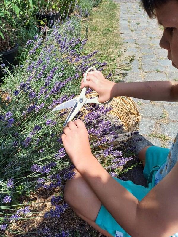 GEANNULEERD wegens Makersmarkt in Bouwel :Workshop Lavendel 'scrub' zeep maken: zondag 10 augustus van 10u tot 12u