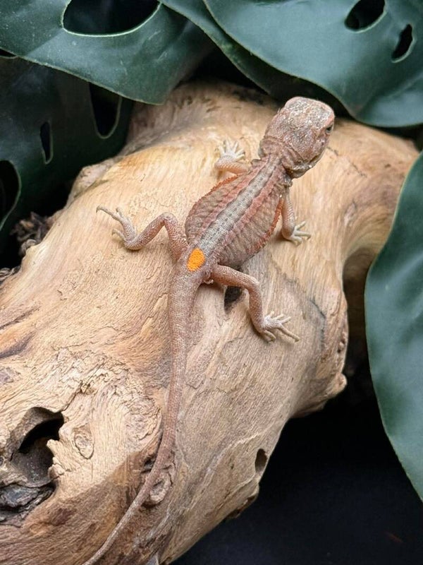 “Remus” Hypo Thunderbolt pos. Het Zero /Witblit 50% Bearded Dragon