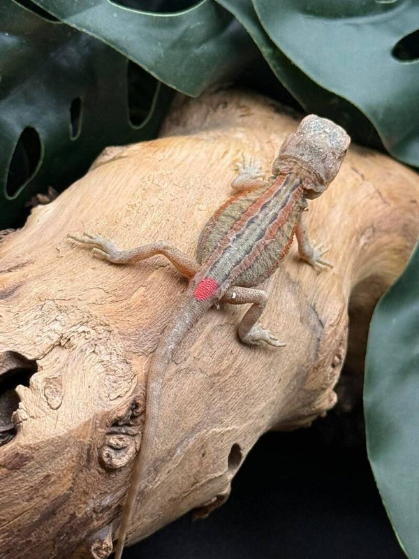 Hypo Thunderbolt pos. Het Zero /Witblit 50% Bearded Dragon “Romulus”
