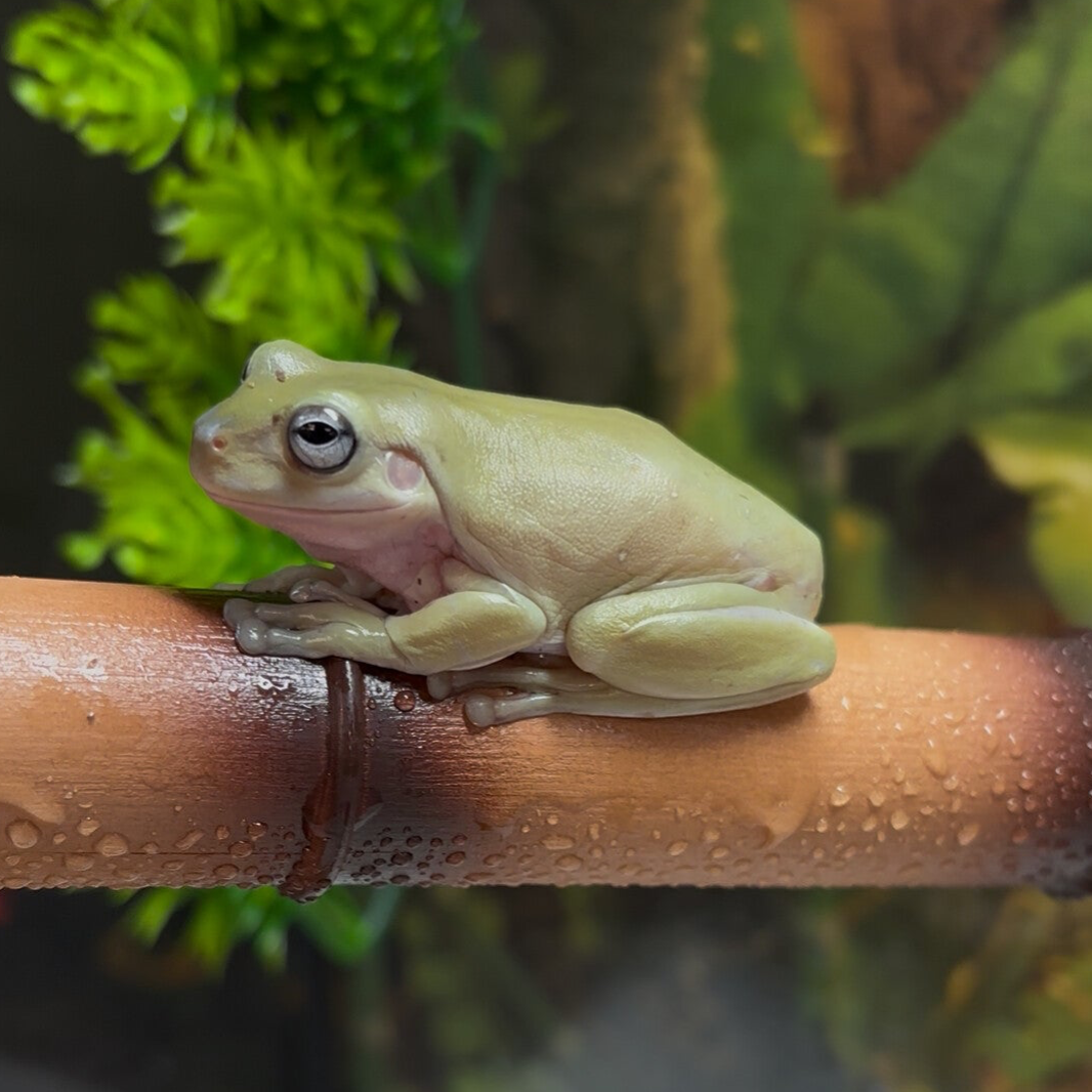 Australian White’s Tree Frogs