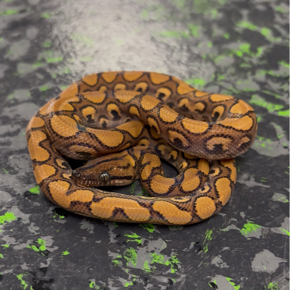 Bullseye (LE) Brazilian Rainbow Boa