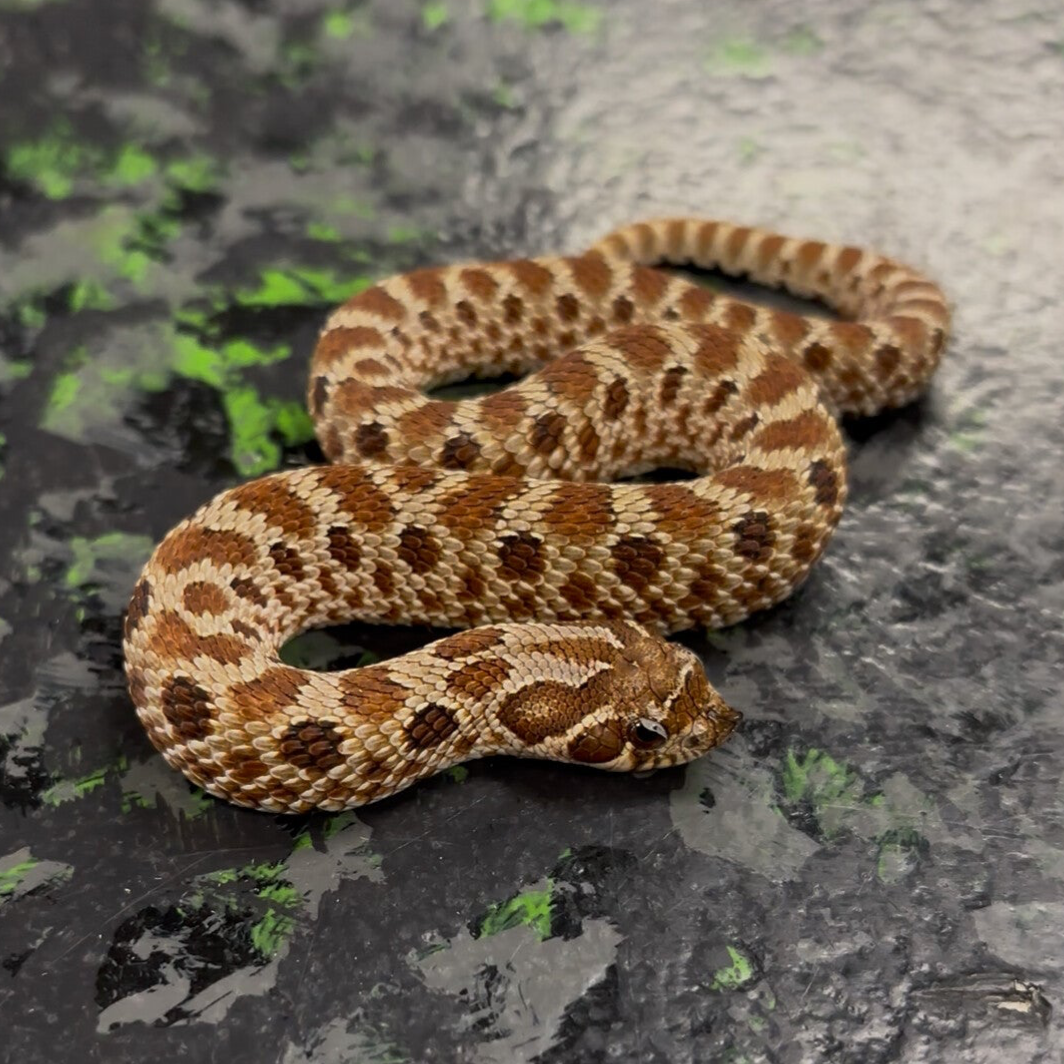 Classic Het Albino Sable (Western Hognose)