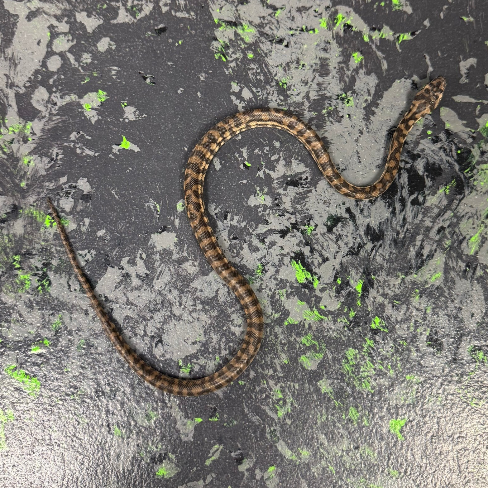 Jungle Jaya (Carpet Python)