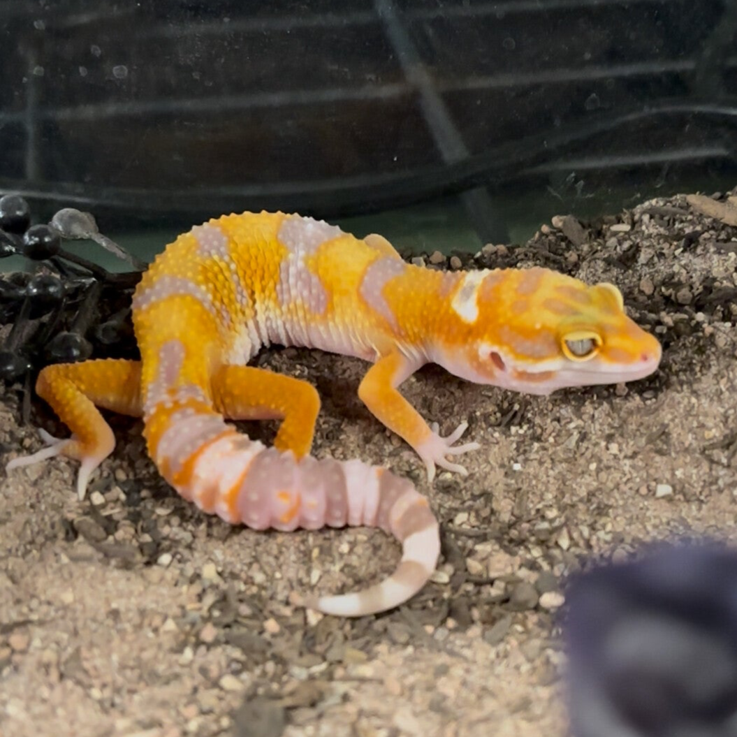 Tremper Tangerine Het Eclipse Leopard Gecko