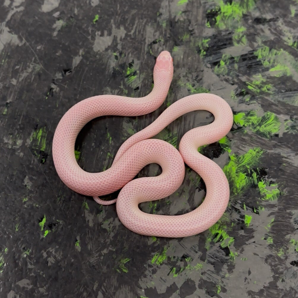 Mexican Black ALBINO Kingsnake