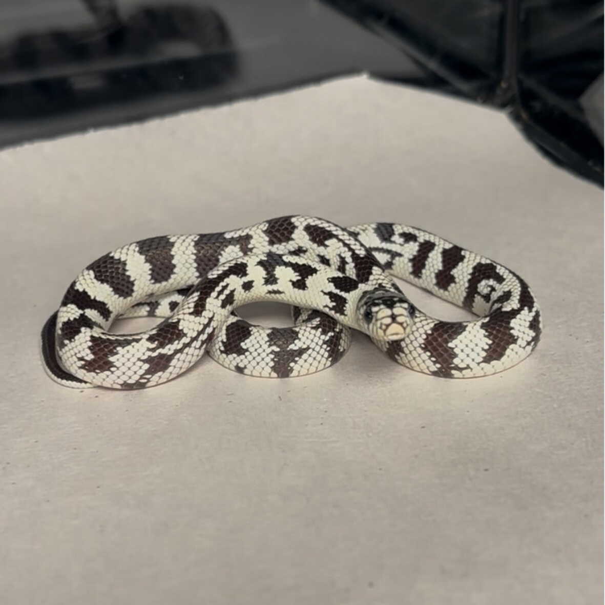 CA Black/White Aberrant Kingsnake