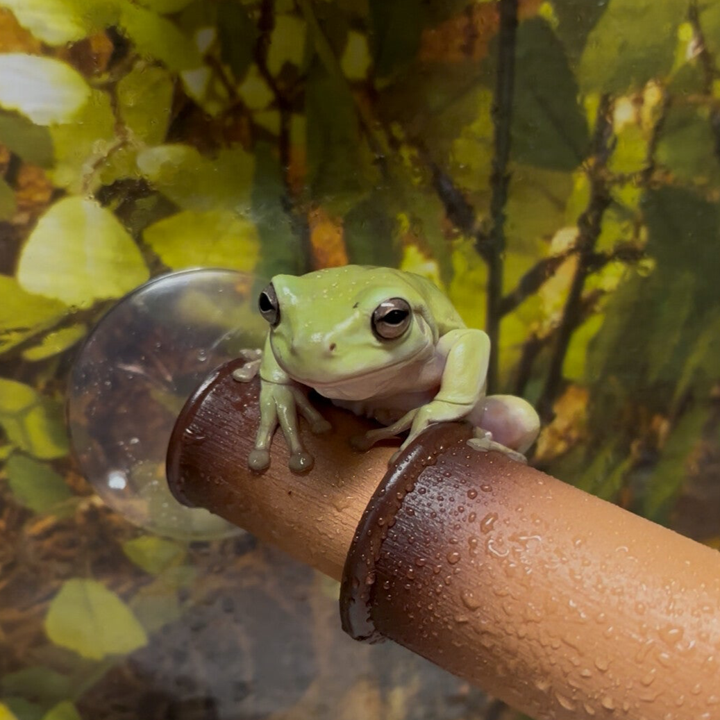 Australian White’s Tree Frogs