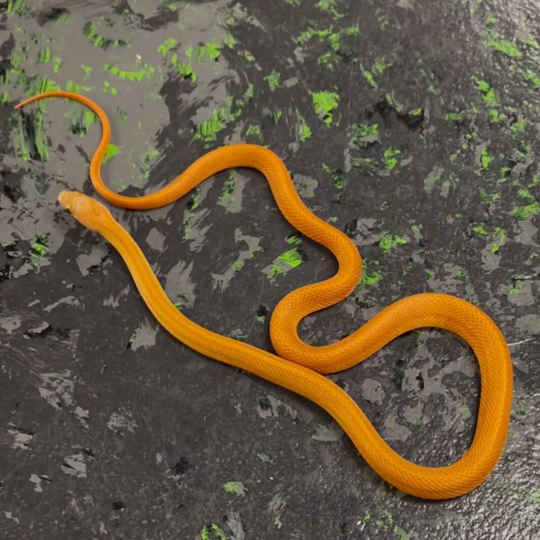 Striped Tesserra Ultramel Cornsnake