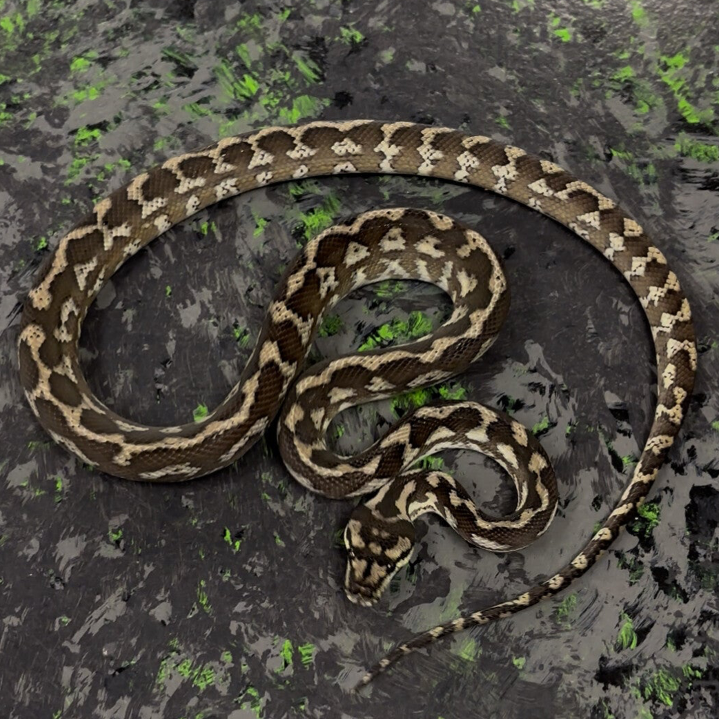 Axanthic Het Granite Carpet Python