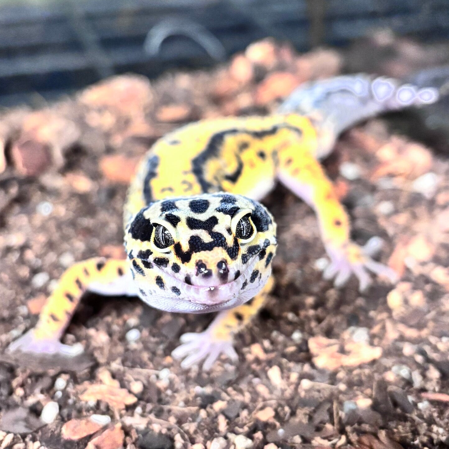 Bold Stripe Bandit Het Tremper Pos. Het Eclipse (Leopard Gecko)