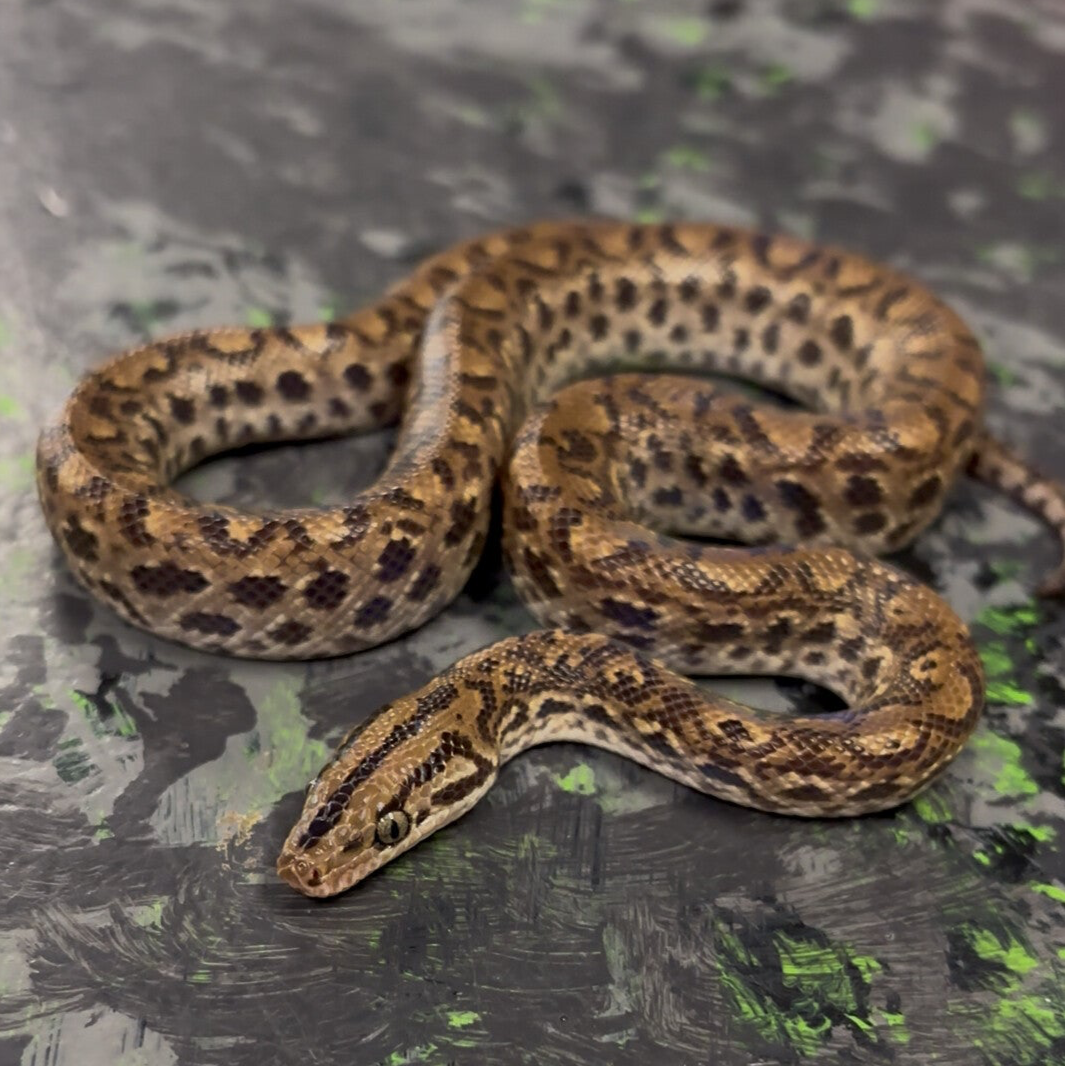 Colombian Rainbow Boa