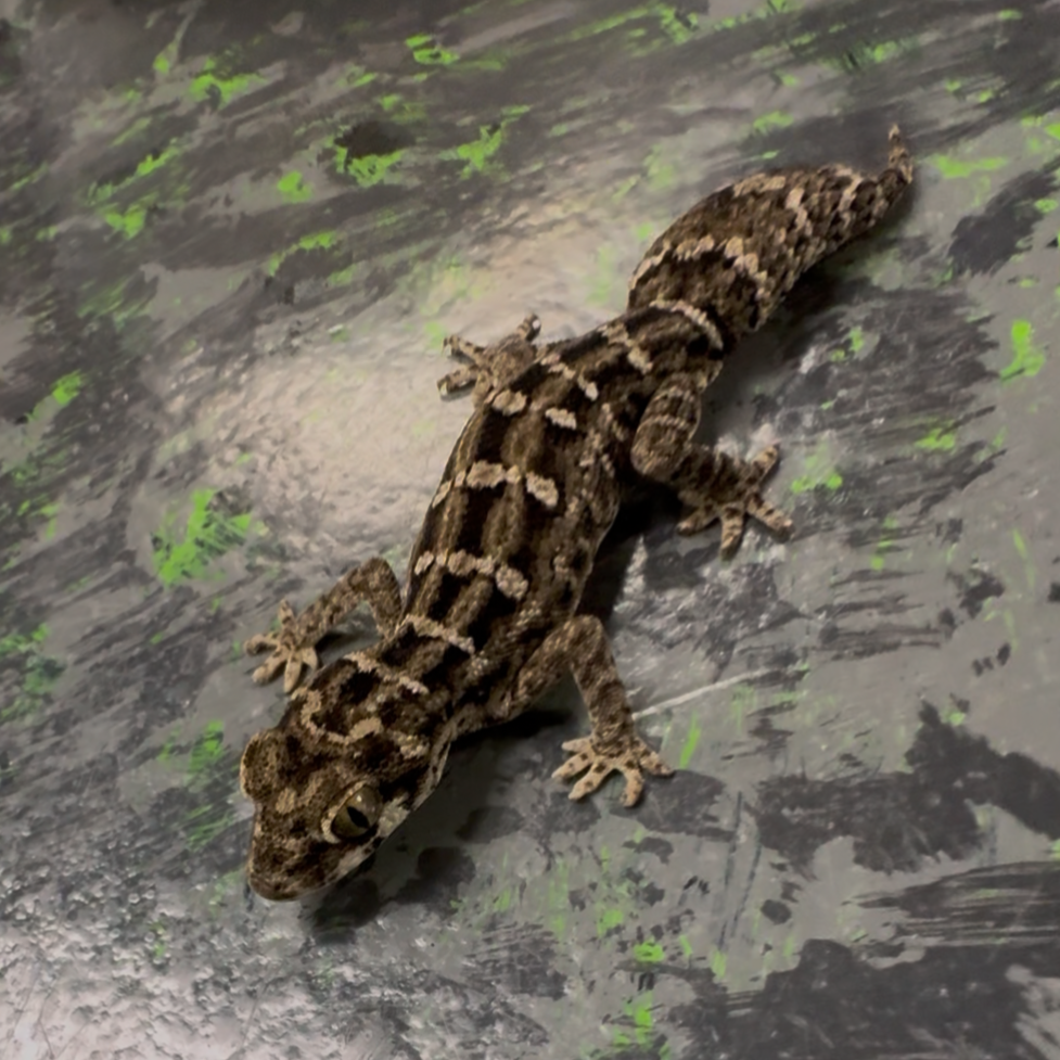 Carrot-Tail Viper Geckos