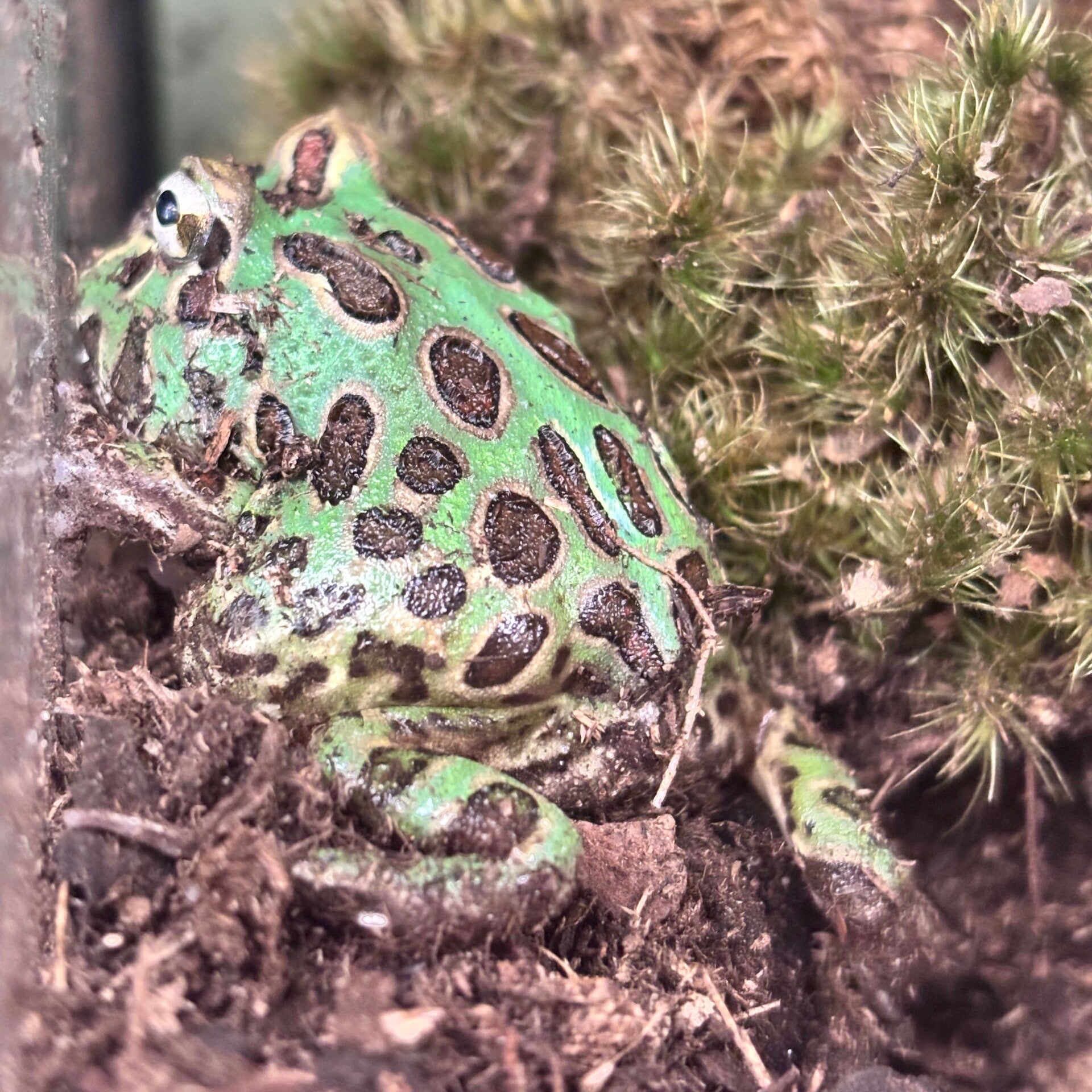 Samurai Pac Man Frog