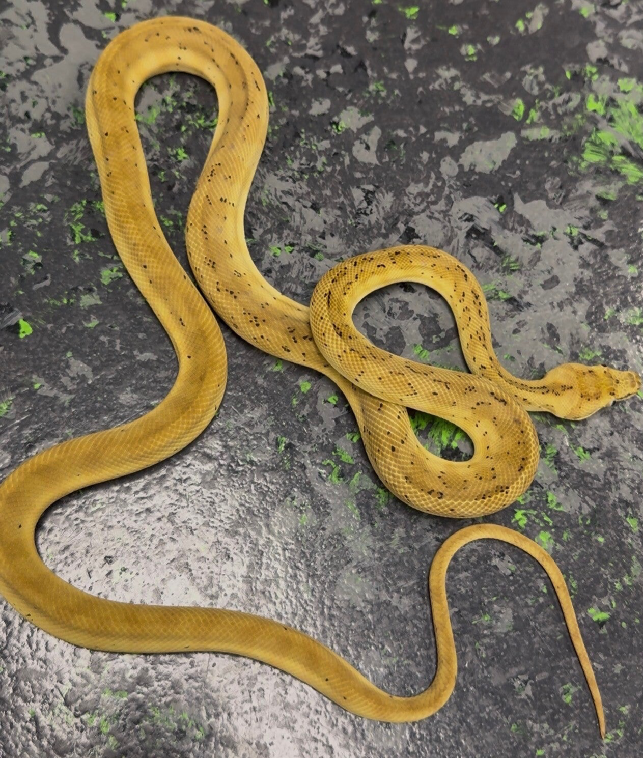 Hypo Jaguar Pure (Costal) Carpet Python