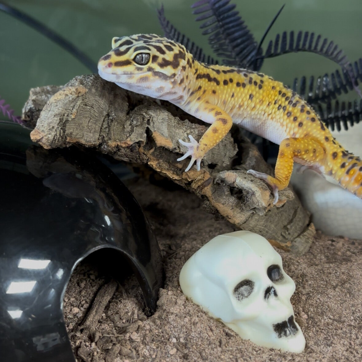 Copper Cross Leopard Gecko