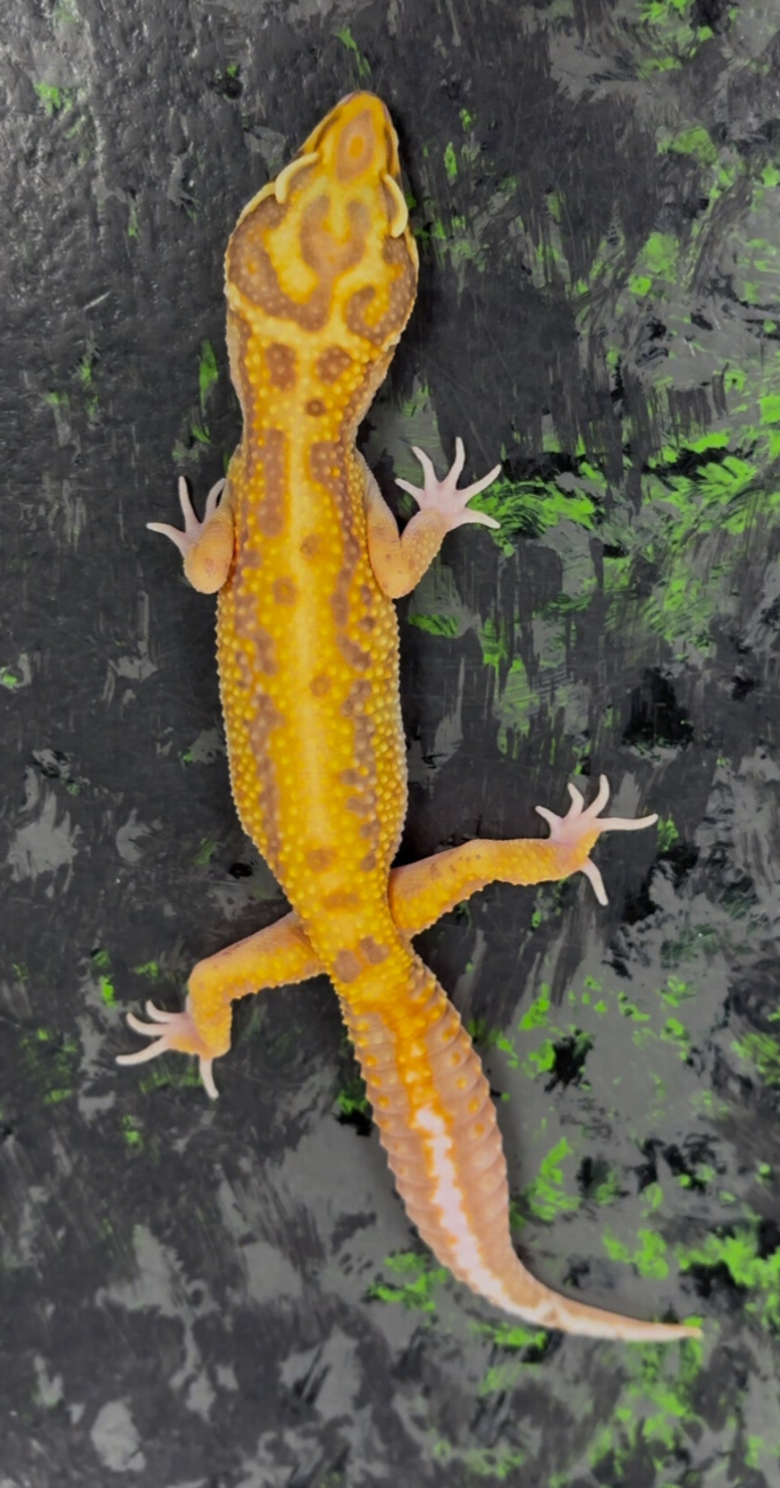 Striped Bell Tangerine Pos. Het Ecipse Leopard Gecko