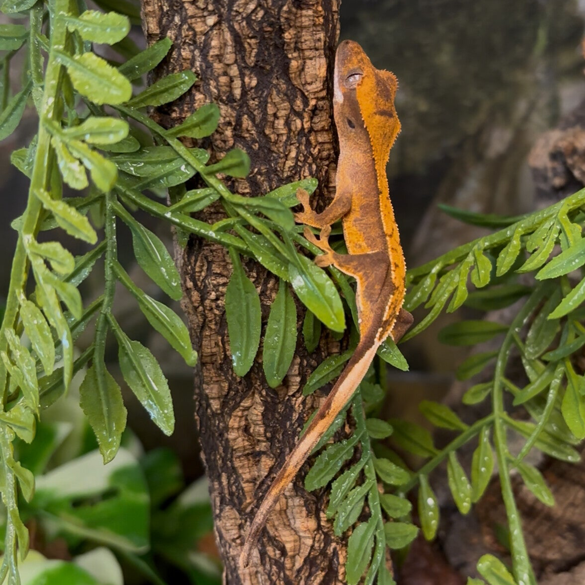 Crested Gecko