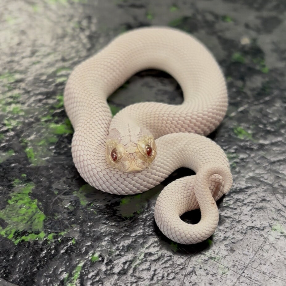 Albino Axanthic Super Anaconda Arctic (Western Hognose)