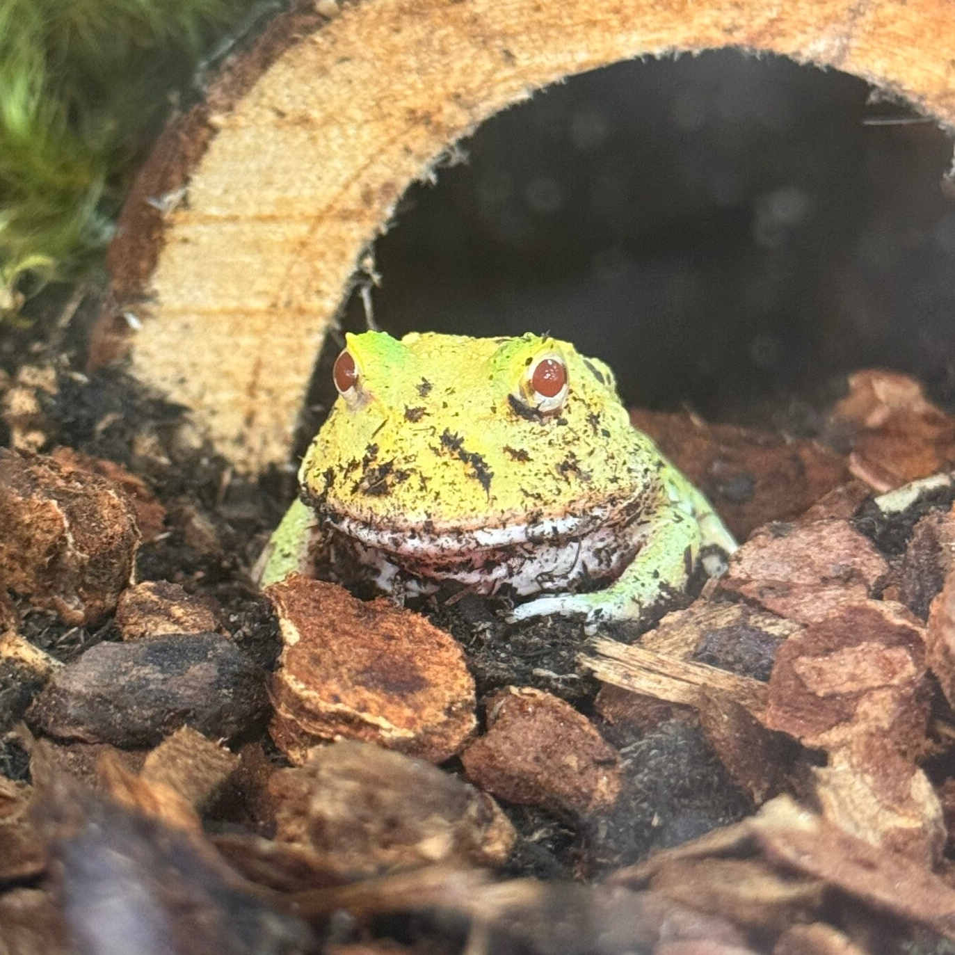 Super Pikachu Pac Man Frog