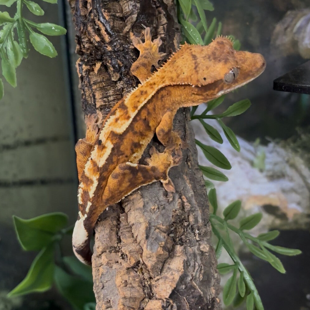 Flame Dalmatian (Crested Gecko)