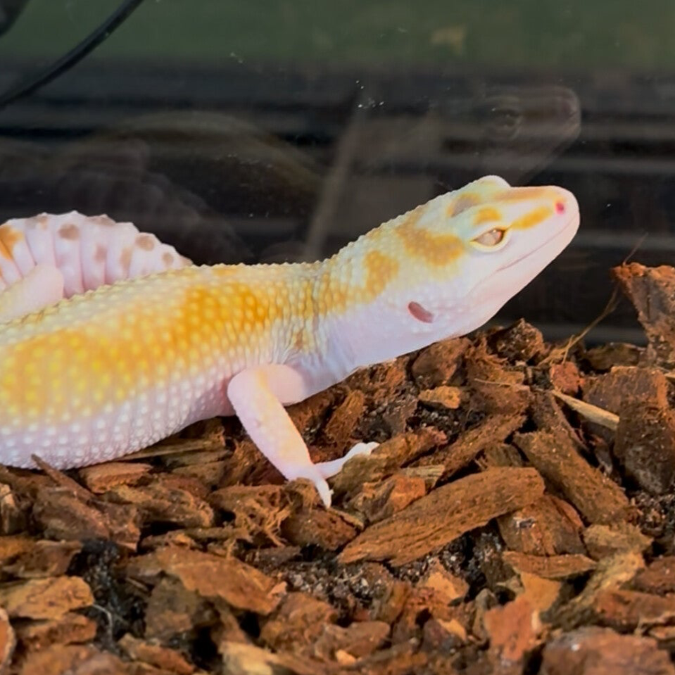 WY Bell Pos. Het Eclipse Leopard Gecko