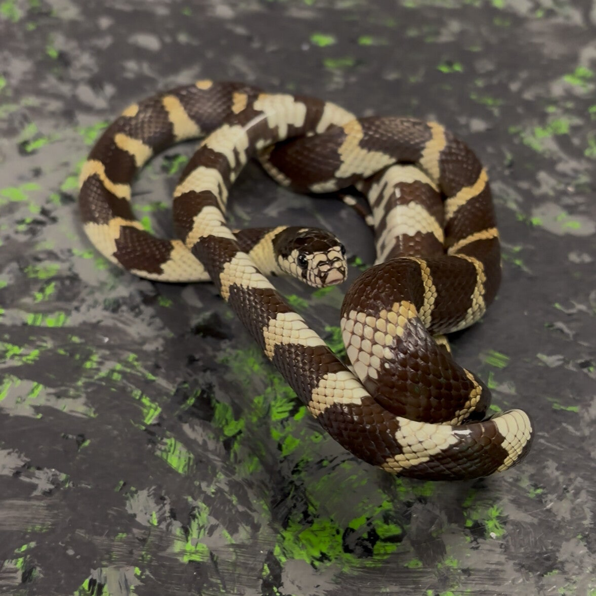 Banded Kingsnake