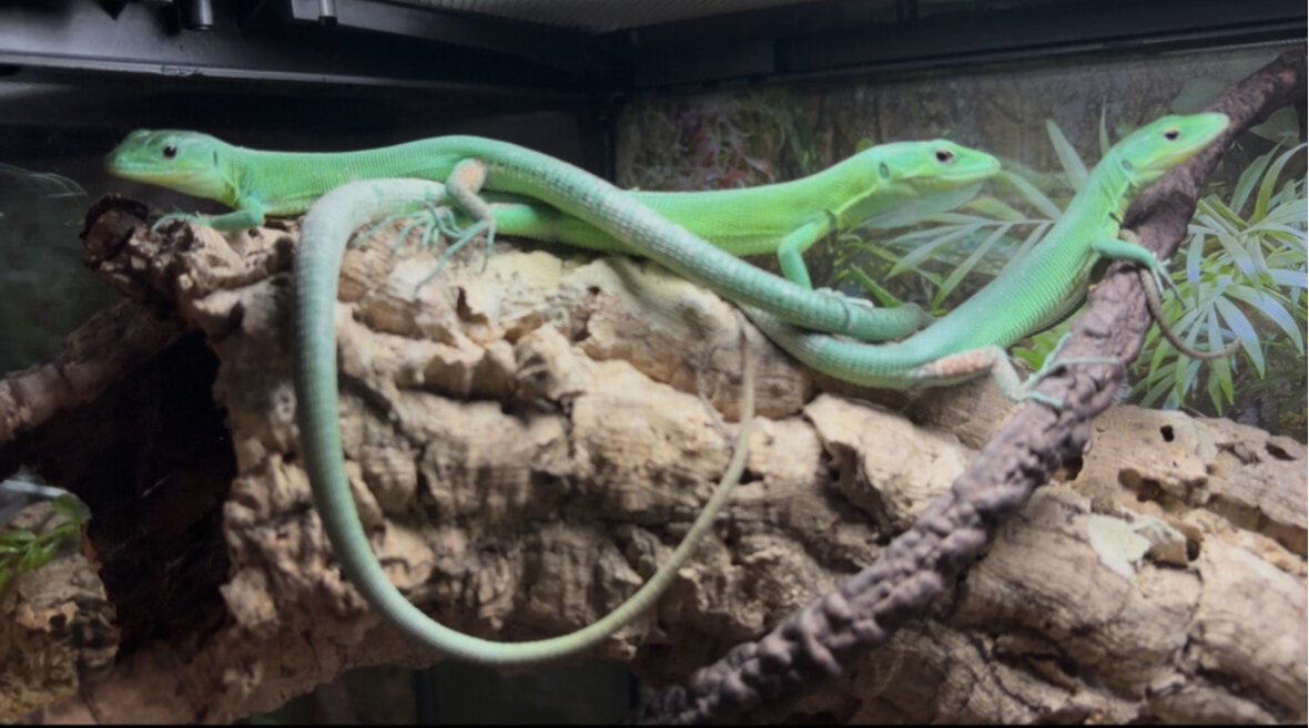 Green Keel-Bellied Lizard