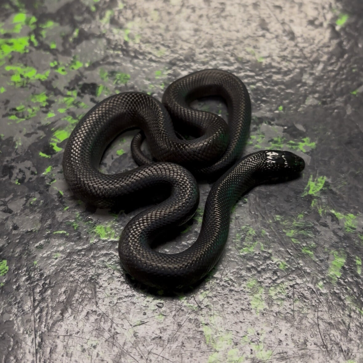 Mexican Black Kingsnake