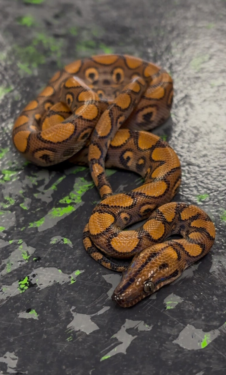 Bullseye (FV) Brazilian Rainbow Boa