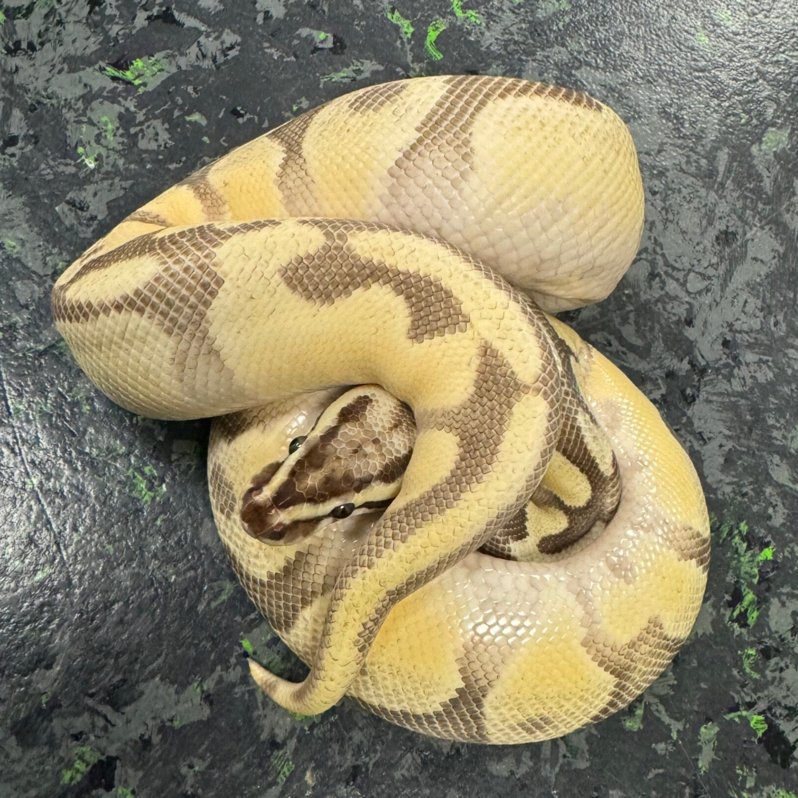 OD Firefly Enchi (Ball Python)