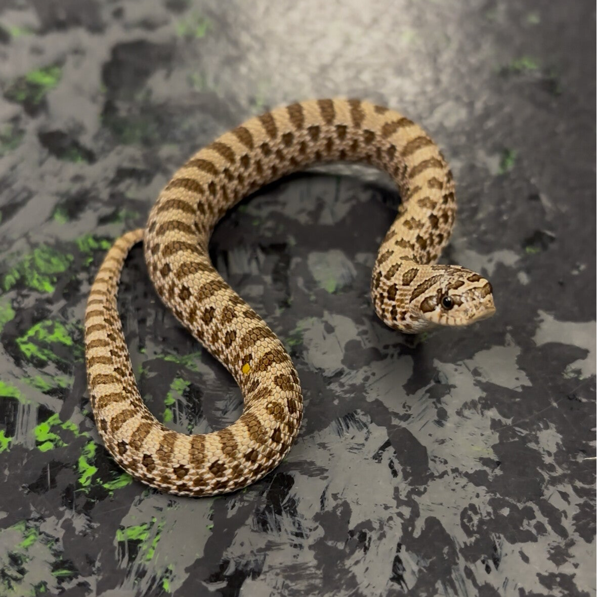 Arctic Het Lavender Western Hognose