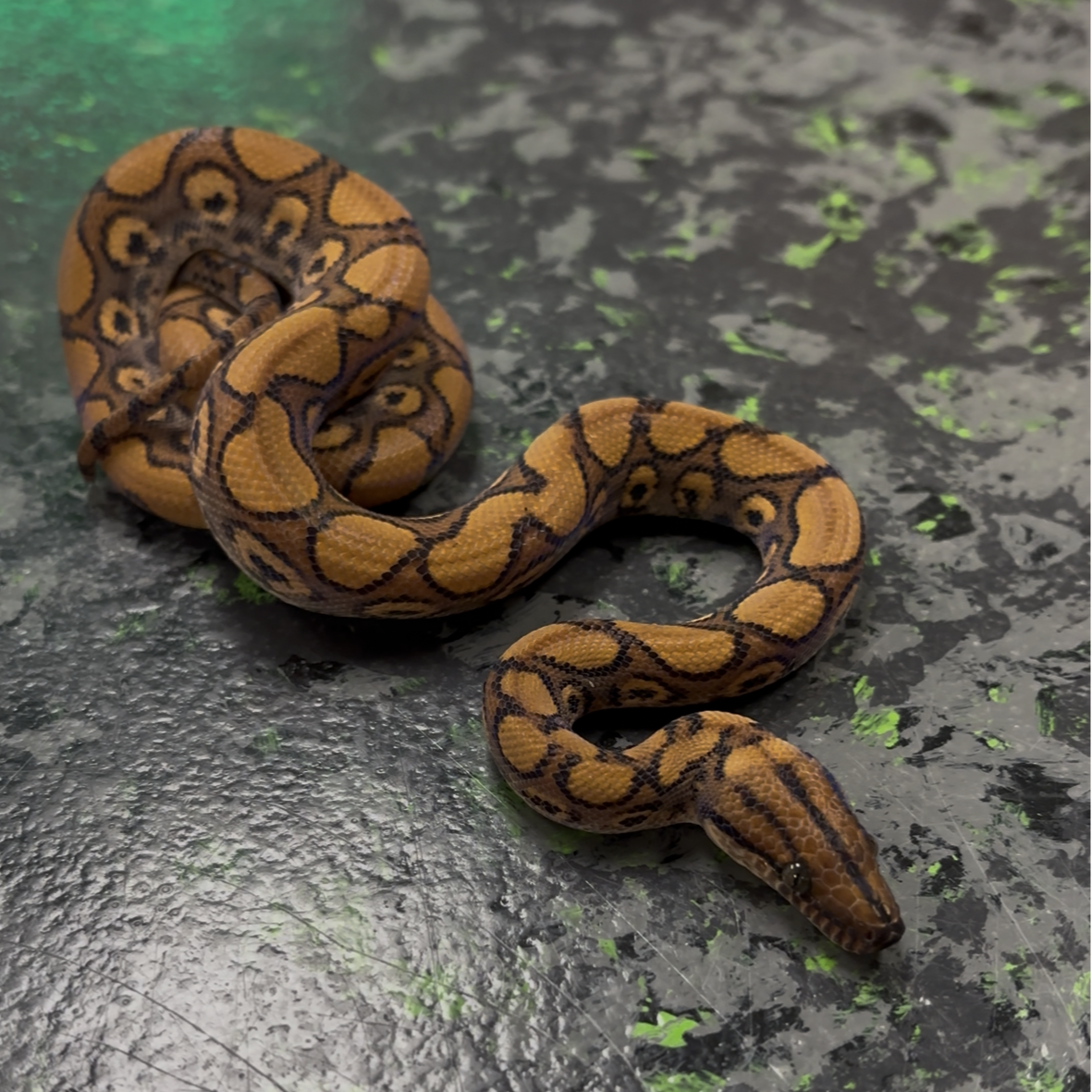 Bullseye (Full Visual) Brazilian Rainbow Boa