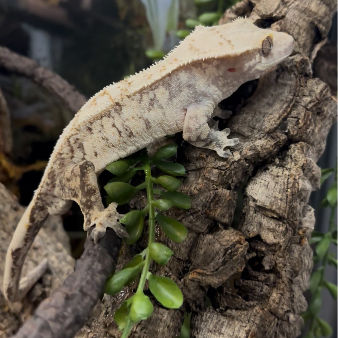 Frappacino Crested Gecko