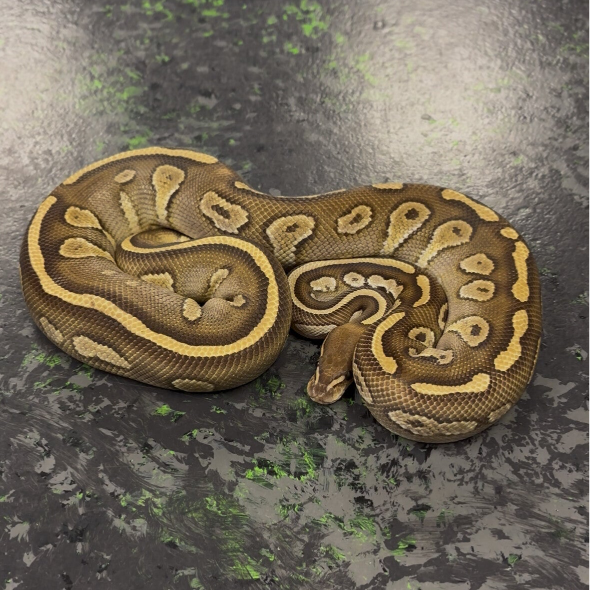Stranger Butter Ball Python