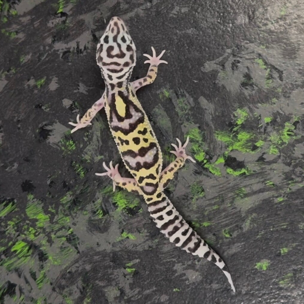 Mack Snow Bold Het bell Het Eclipse Leopard Gecko